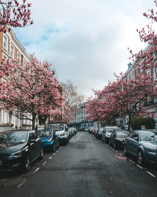A narrow residential street lined with parked cars on both sides, featuring a row of mature trees with pink blossoms extending their branches over the pavement. The street is situated in an urban area with Victorian-style terraced houses that have white facades, some with decorative railings and bay windows. The sky above is partly cloudy with patches of blue visible. In the context of house removals, this scene depicts a typical setting where exterior access for loading and unloading household furniture and boxes may require careful navigation, especially when performing home relocation or furniture transport operations. Kensington Man and Van's services could include working within such environments to efficiently load items onto vans parked on the street, using moving equipment like trolleys and blankets to protect furniture during the loading process, all while manoeuvring through tight access points common in busy city neighborhoods depicted by the scene.