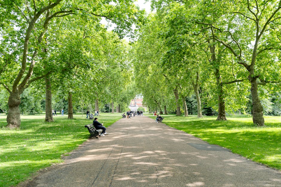 A tree-lined pathway within a park during daytime, with large, green-leaved trees forming a canopy overhead. The wide, paved path is flanked by well-maintained grass on both sides. Several benches are positioned along the edges of the walkway, with people sitting on them, some engaged in conversation or simply relaxing. In the background, a few individuals are walking or cycling along the path. The lighting suggests a bright, sunny day, with dappled shadows cast by the leaves on the ground. This scene could be part of a typical outdoor setting in an urban park, where families and visitors enjoy leisure activities. For house removals or relocation services, such as those offered by Kensington Man and Van, this image represents a peaceful environment that might be part of a scenic journey during furniture transport or home relocation, with the pathway illustrating the logistical route for moving items from property to vehicle.